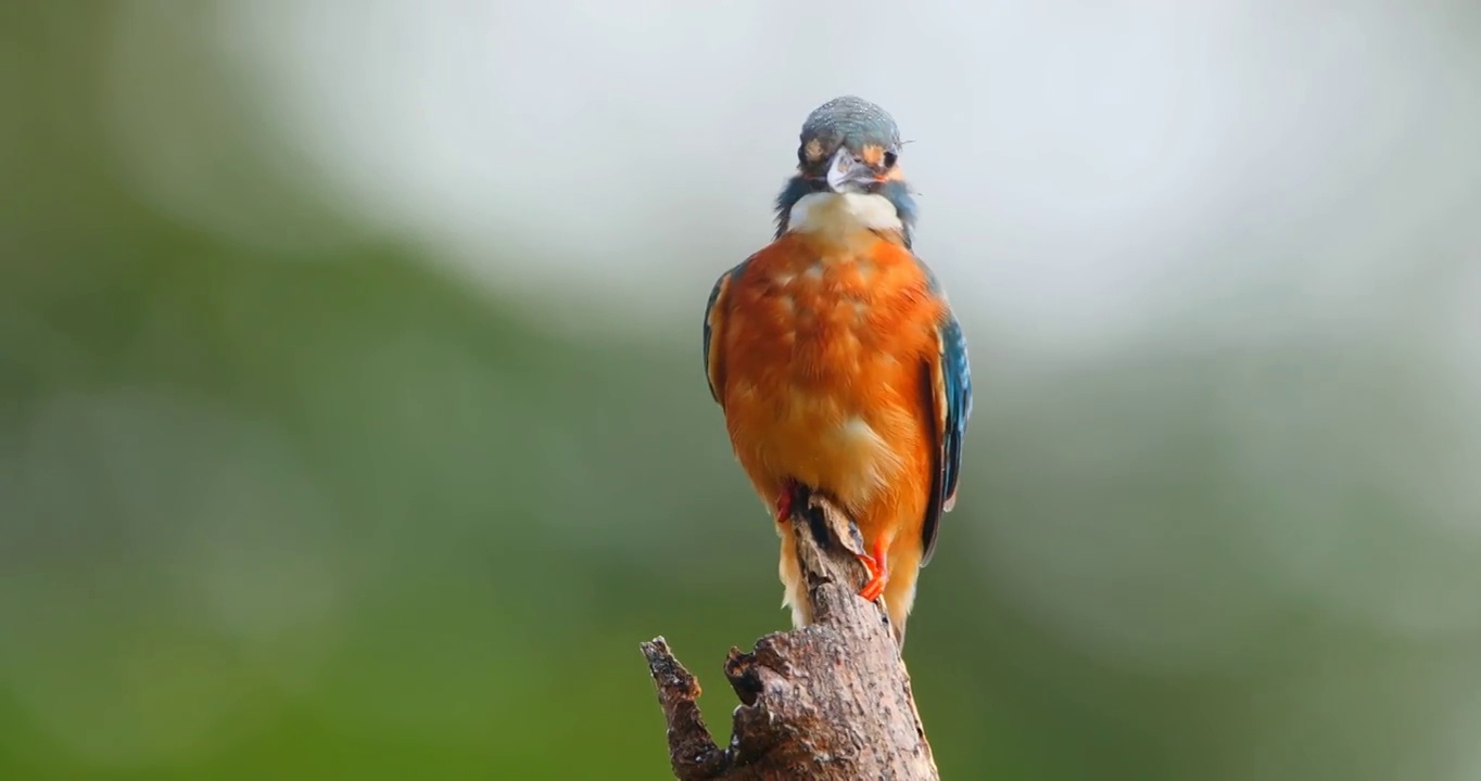 詳情圖-普通翠鳥(niǎo)鳥(niǎo)