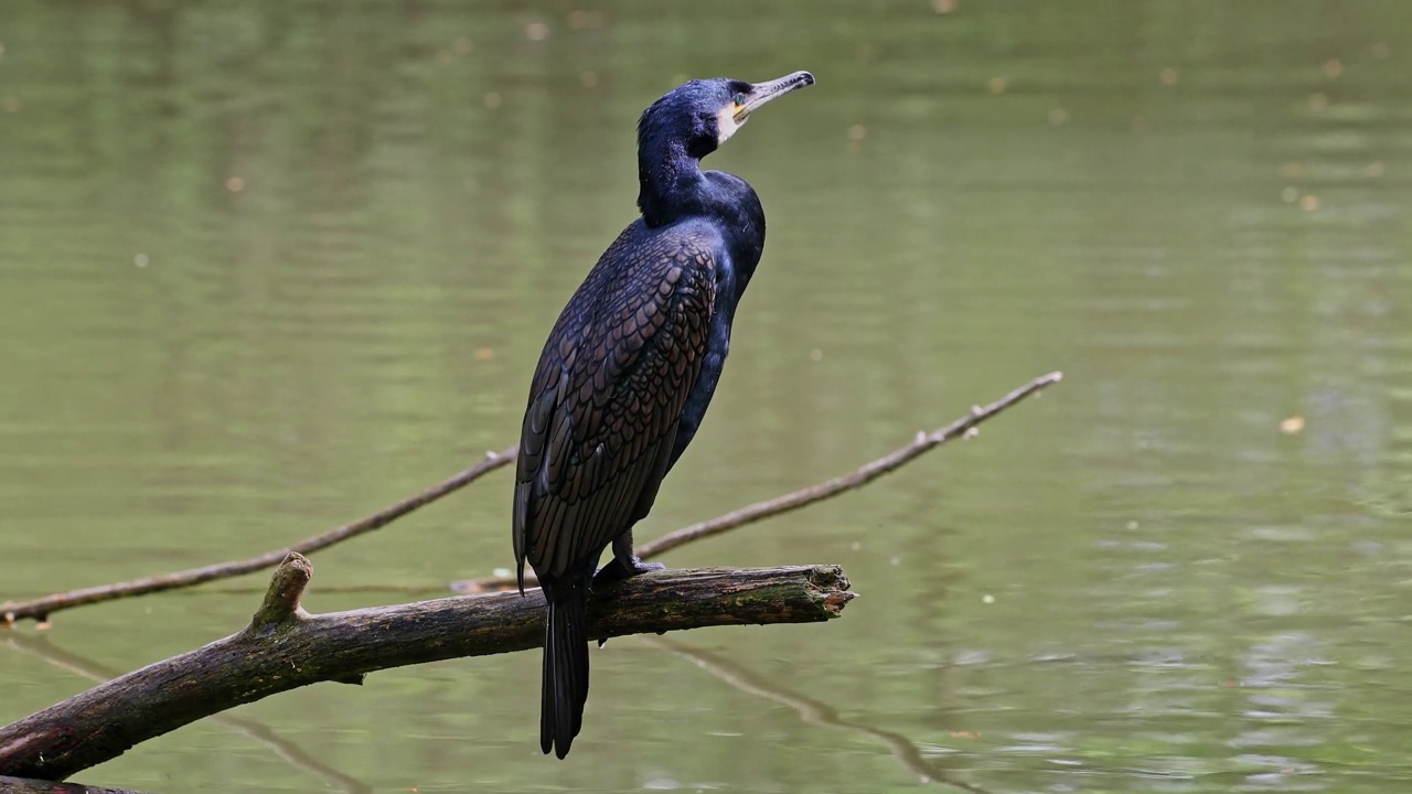 大鸬鹚，Phalacrocorax carbo，被称为北半球的大黑鸬鹚，澳大利亚的黑鸬鹚和印度的大鸬鹚