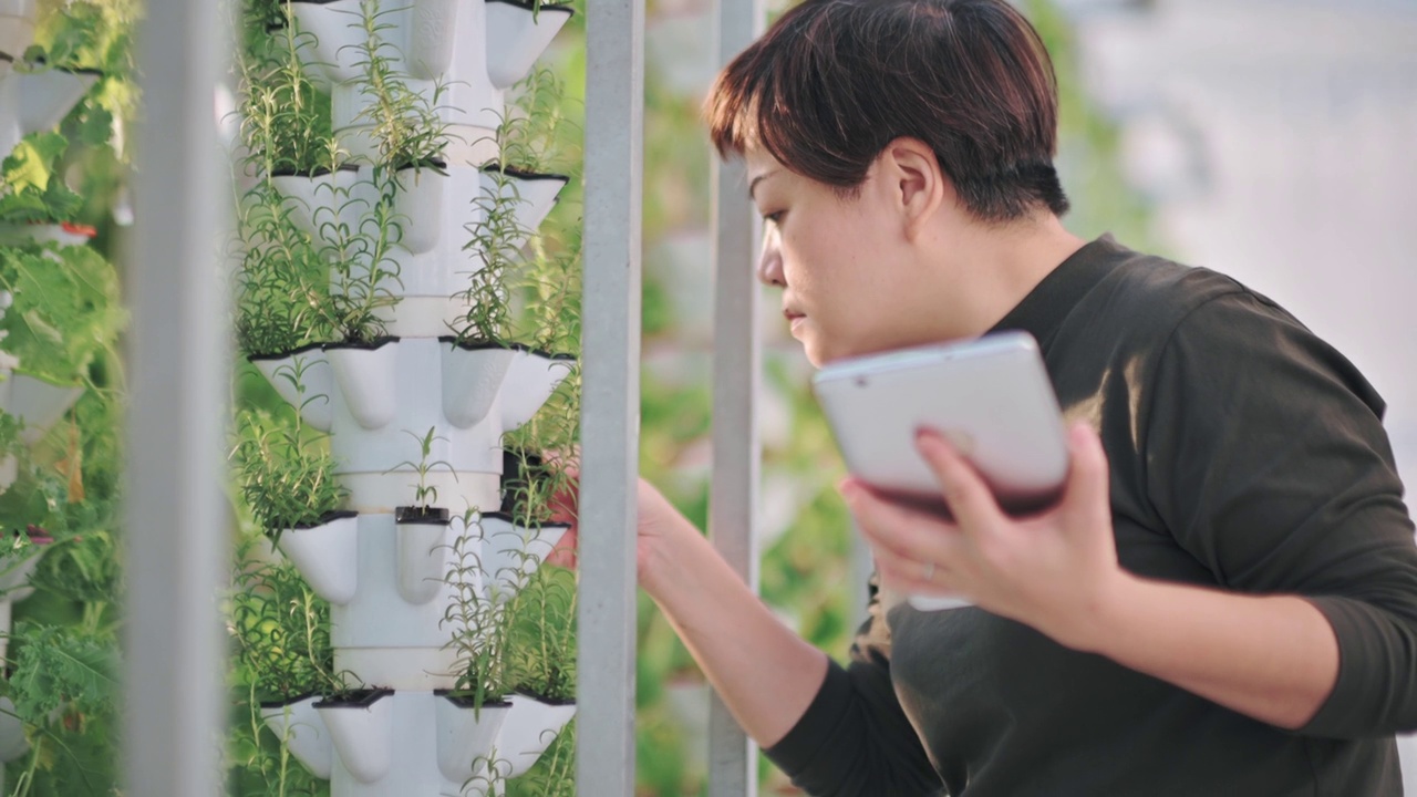 亚洲中国妇女检查温室水培垂直农场生态系统中的植物，比较数据与数字平板电脑