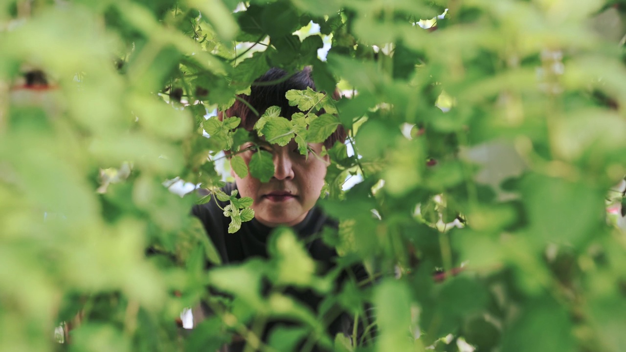 亚洲中国妇女在大棚水培垂直农场生态系统中收获薄荷树叶在早上用剪刀剪