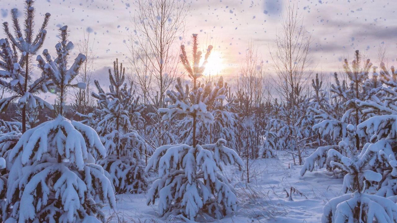 冬天的景观有降雪量，云杉树枝上的霜花，圣诞冬天的景观美丽