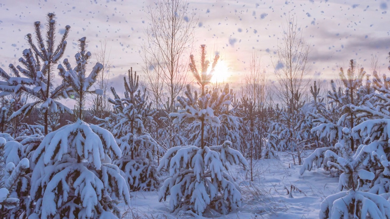 详情图-冬天的景观有降雪量，云杉树枝上的霜花，圣诞冬天的景观美丽