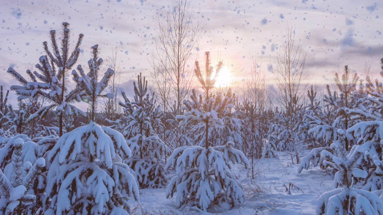 详情图-冬天的景观有降雪量，云杉树枝上的霜花，圣诞冬天的景观美丽