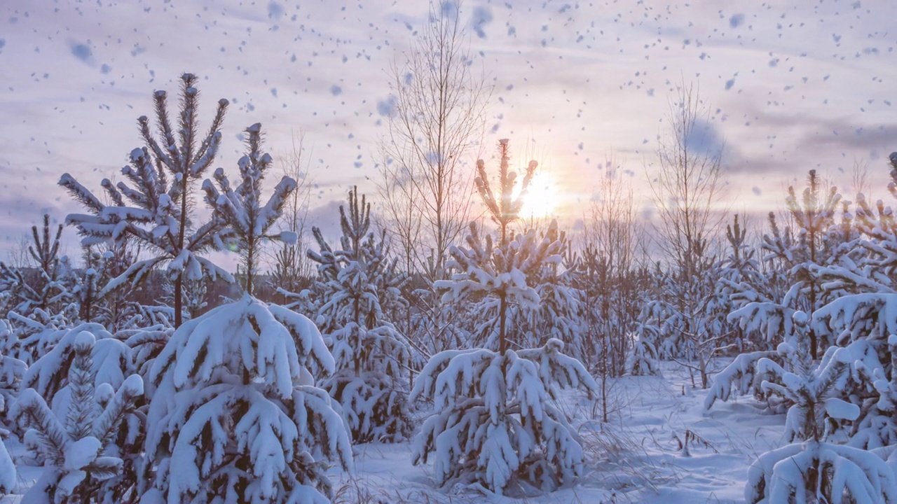 详情图-冬天的景观有降雪量，云杉树枝上的霜花，圣诞冬天的景观美丽