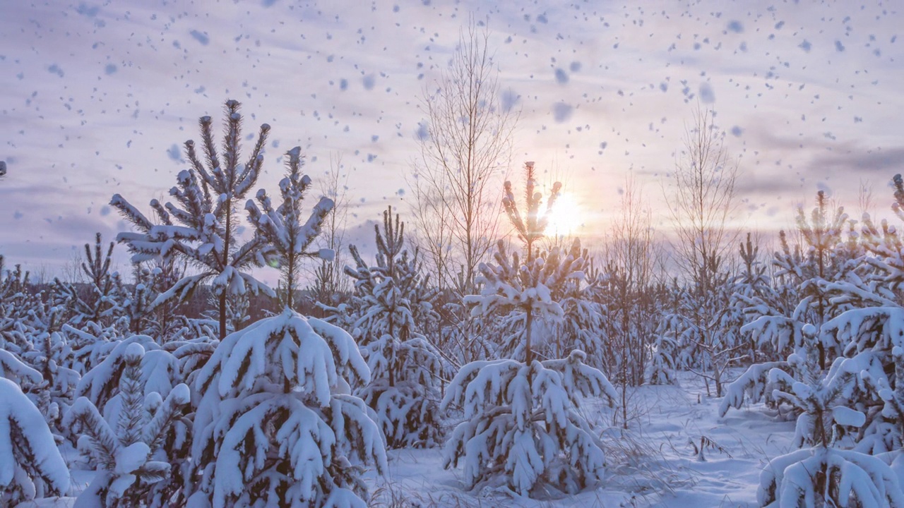 详情图-冬天的景观有降雪量，云杉树枝上的霜花，圣诞冬天的景观美丽