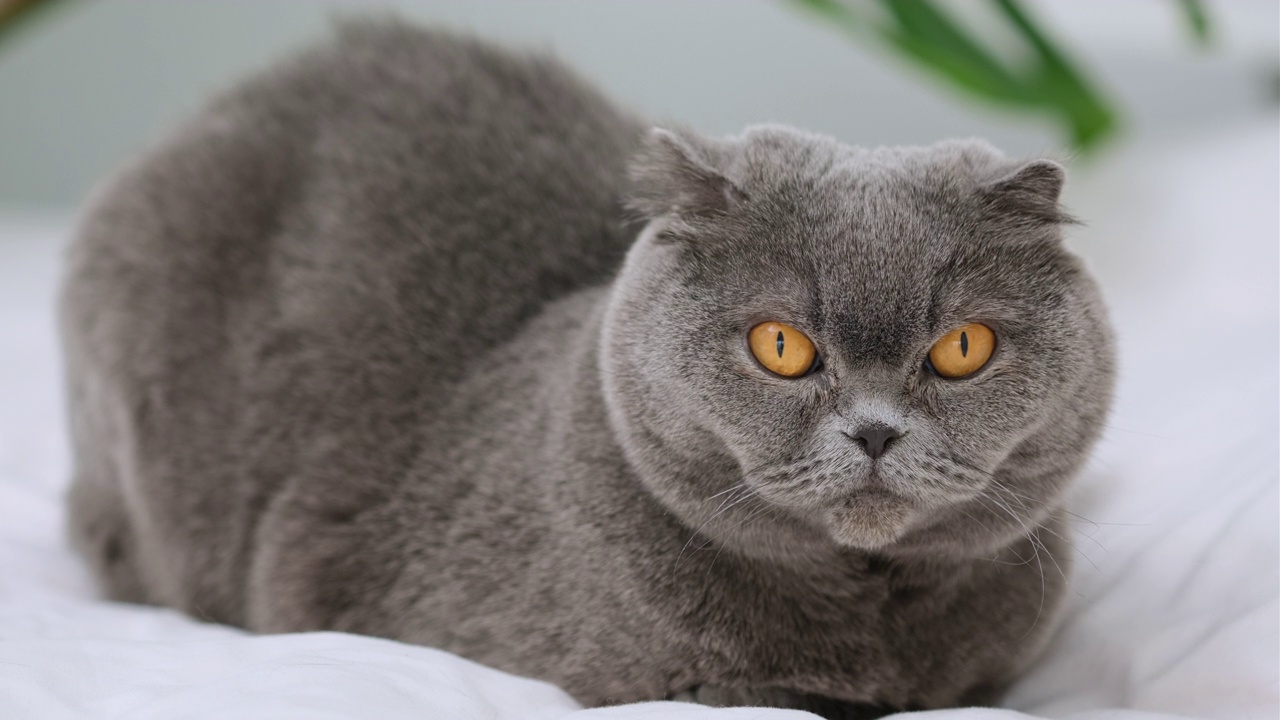 苏格兰折耳猫坐着看着镜头，向前看。英国短毛猫，灰色和蓝色相间，黄色大眼睛。家猫，动物，宠物