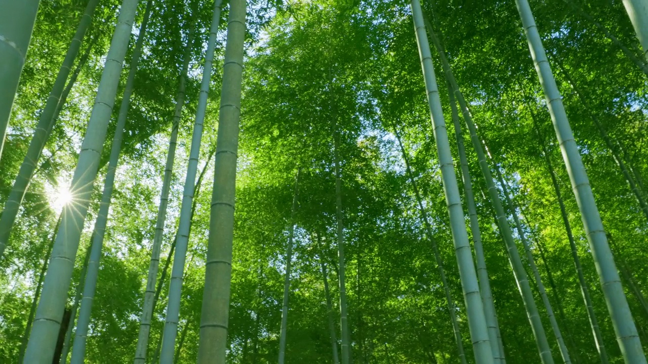 绿油油的竹林，阳光普照