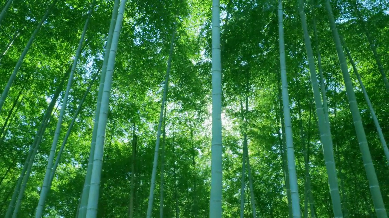 绿油油的竹林，阳光普照
