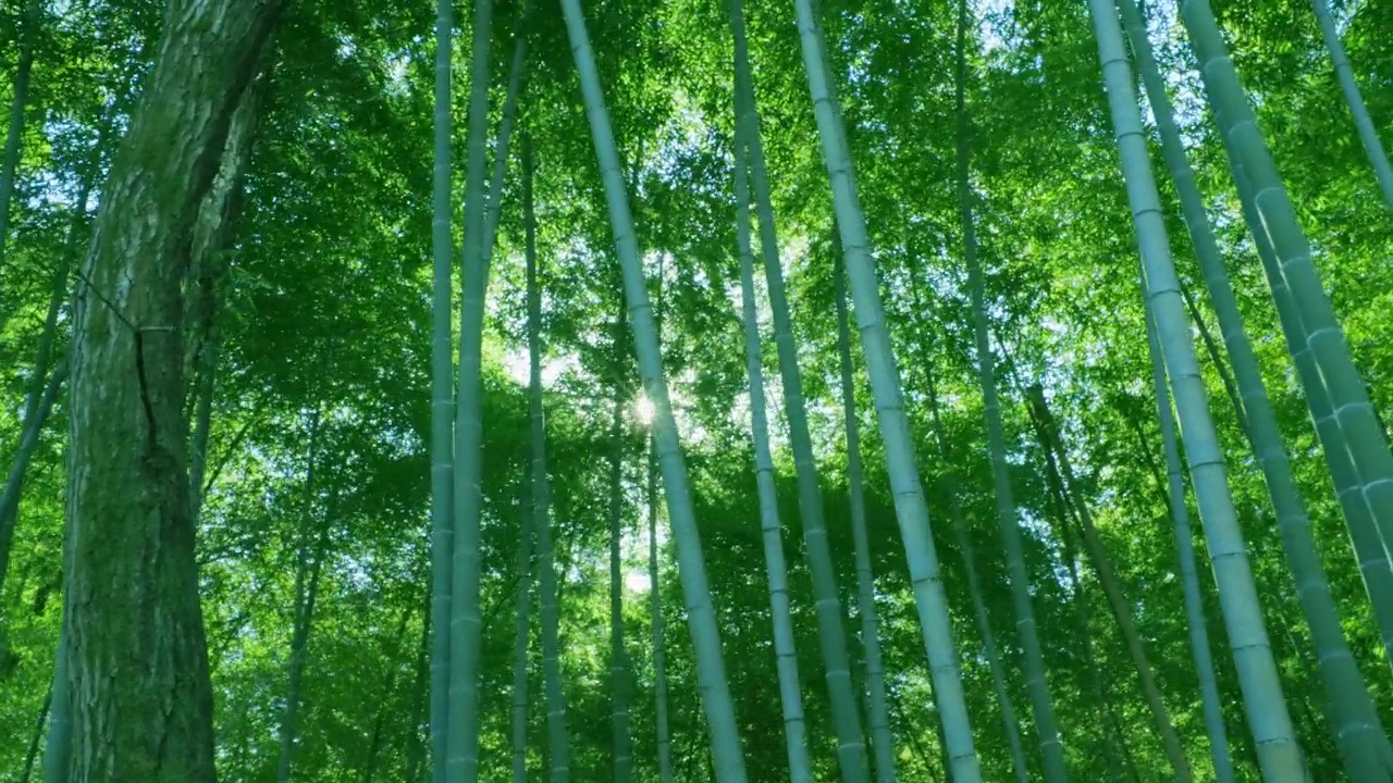 詳情圖-綠油油的竹林，陽光普照