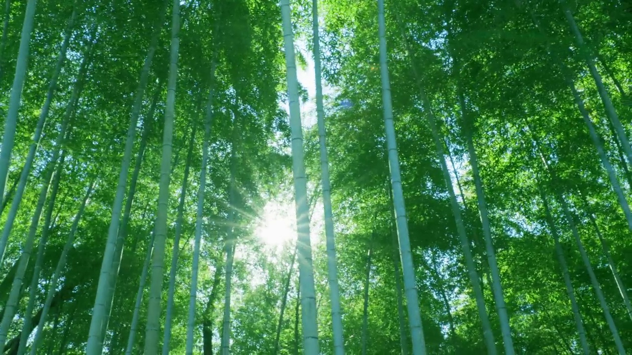 詳情圖-綠油油的竹林，陽光普照