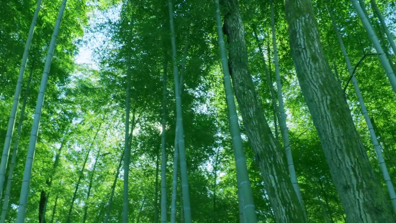 詳情圖-綠油油的竹林，陽光普照