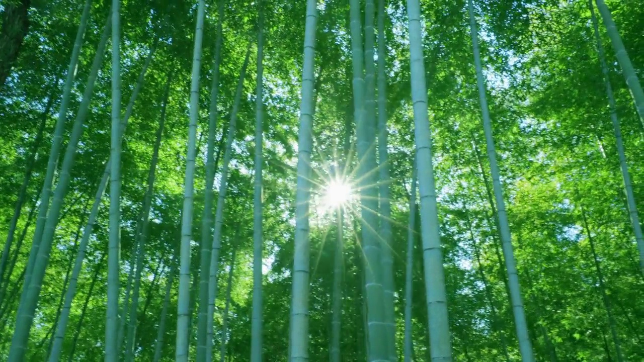 詳情圖-綠油油的竹林，陽光普照