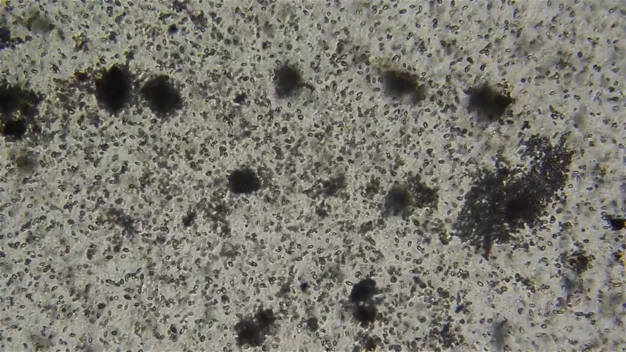 在光学显微镜下观察到的浮在水中的微生物