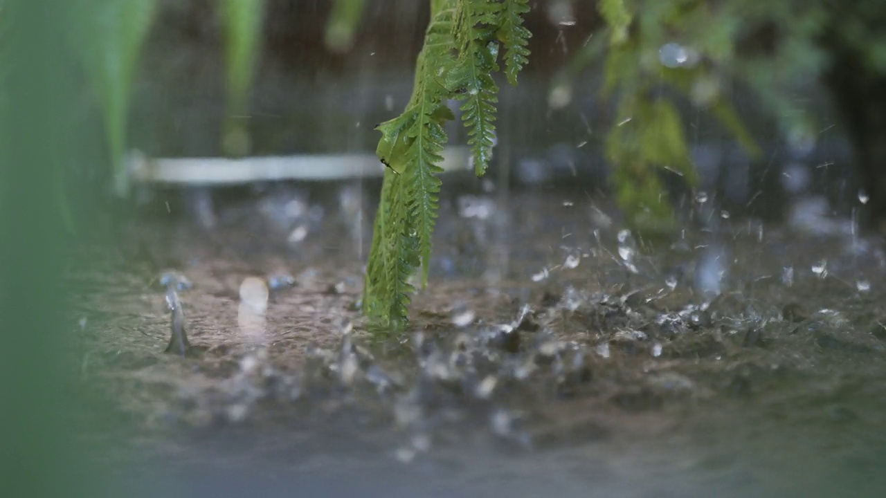 詳情圖-雨水帶著蔥翠的蕨類植物落在水面上