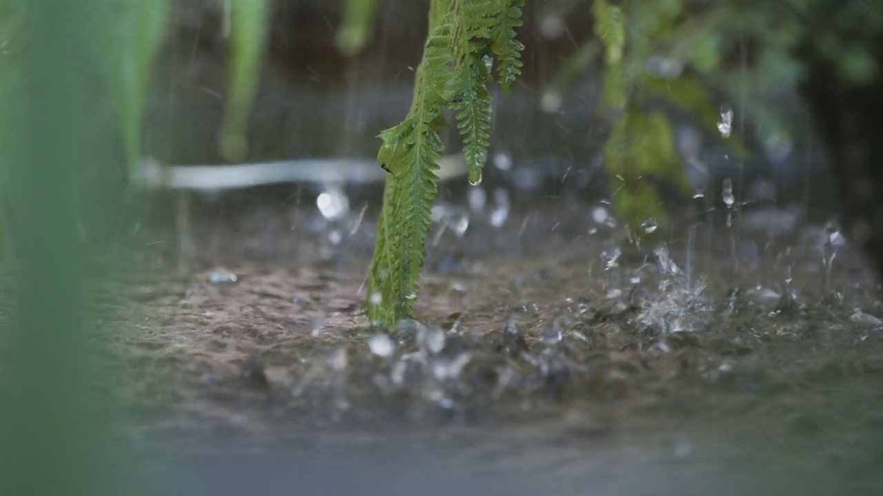 詳情圖-雨水帶著蔥翠的蕨類植物落在水面上
