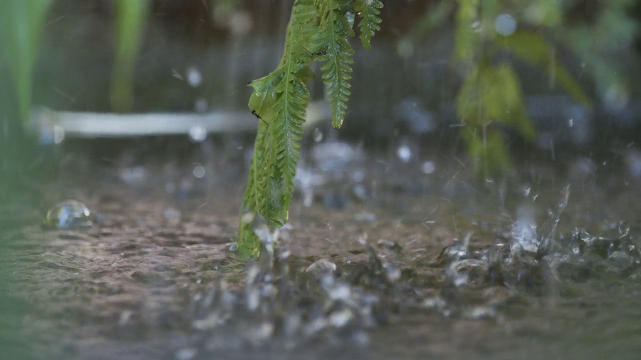 詳情圖-雨水帶著蔥翠的蕨類植物落在水面上