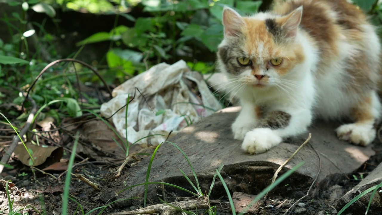 院子里可爱的白花猫。自然界的黑橙猫