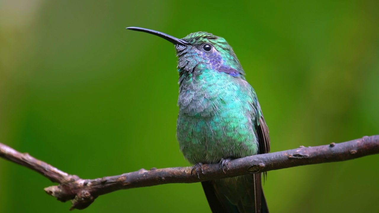 蜂鸟(Trochilidae)栖息在热带森林的树枝上