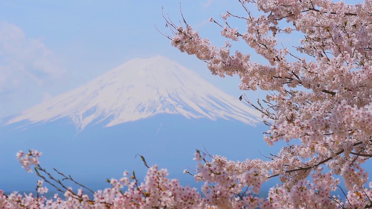 日本，川口湖和富士山通过盛开的樱花树