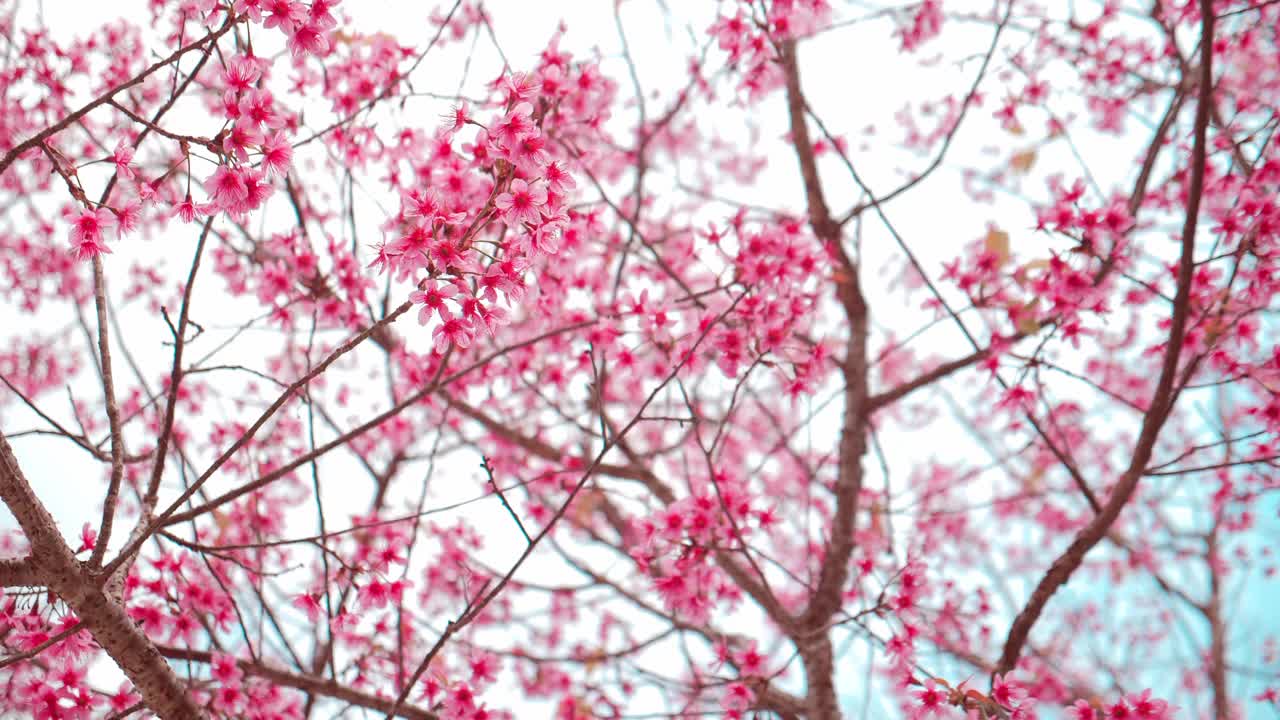 美丽的野生喜玛拉雅樱桃(Prunus cerasoides)，在泰国北部明亮的春天盛开的粉红色的喜玛拉雅樱桃花。