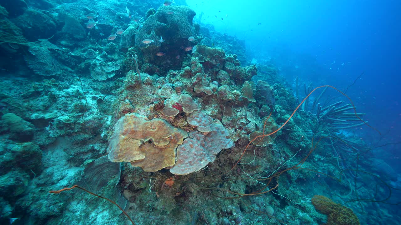 在库拉索岛附近的加勒比海，有各种各样的鱼、珊瑚和海绵在蓝绿色的珊瑚礁水中