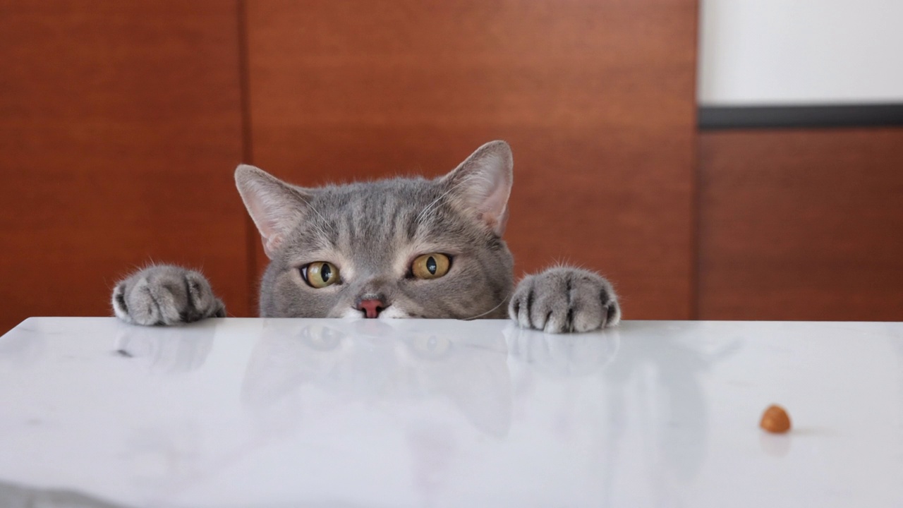 饥饿的猫