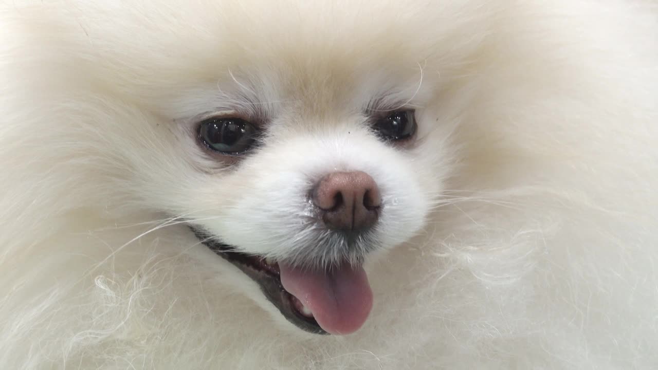 可爱有趣的狗