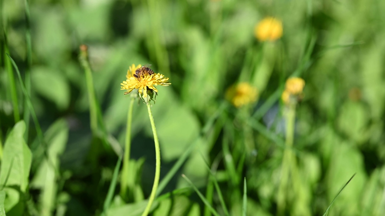 蜜蜂。在一个阳光明媚的春日里，草地上一片新鲜的蒲公英。开花的蒲公英。极好的背景表达春天的心情。蒲公英一种有绒毛芽的蒲公英植物。