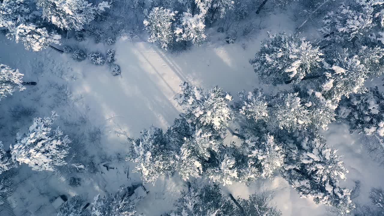 冬天森林里美丽的雪景。飞过白雪覆盖的松树。