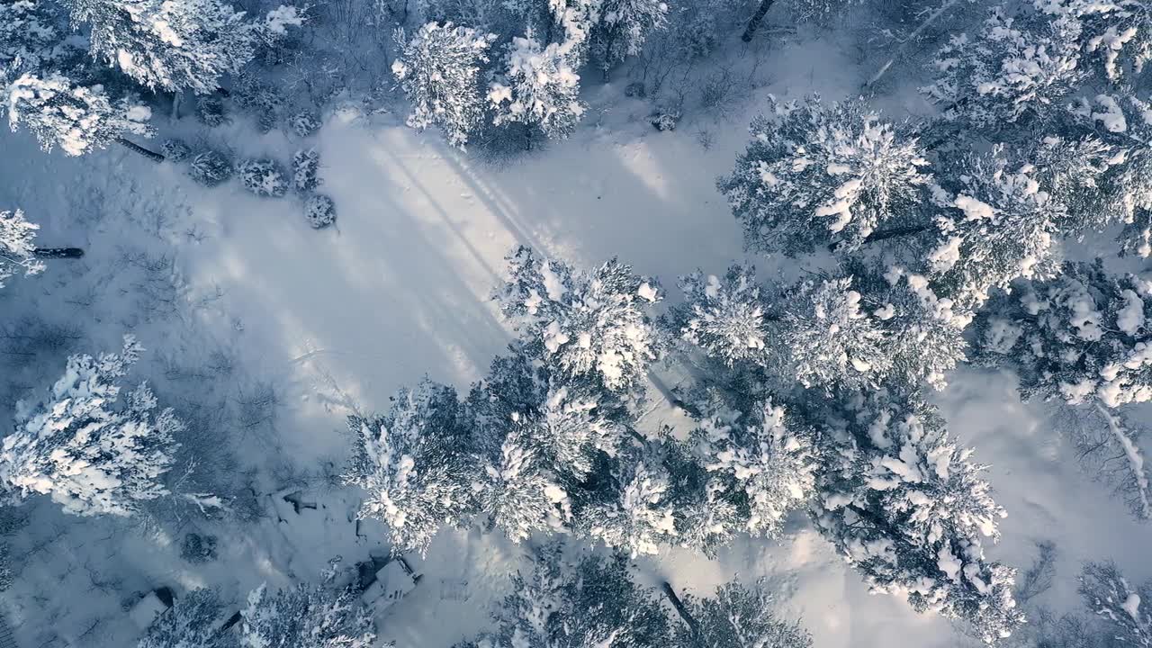 详情图-冬天森林里美丽的雪景。飞过白雪覆盖的松树。