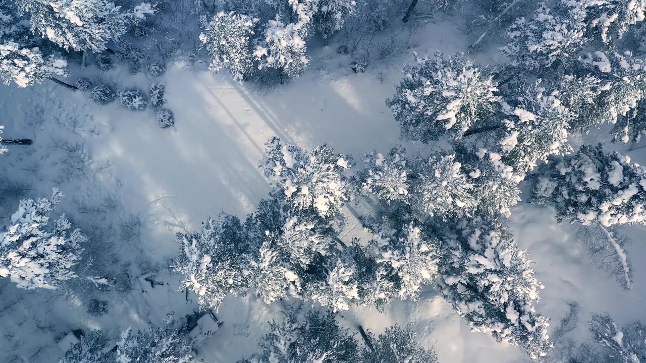 详情图-冬天森林里美丽的雪景。飞过白雪覆盖的松树。