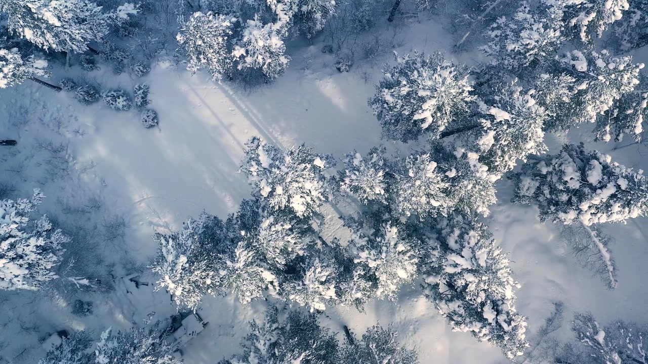 详情图-冬天森林里美丽的雪景。飞过白雪覆盖的松树。