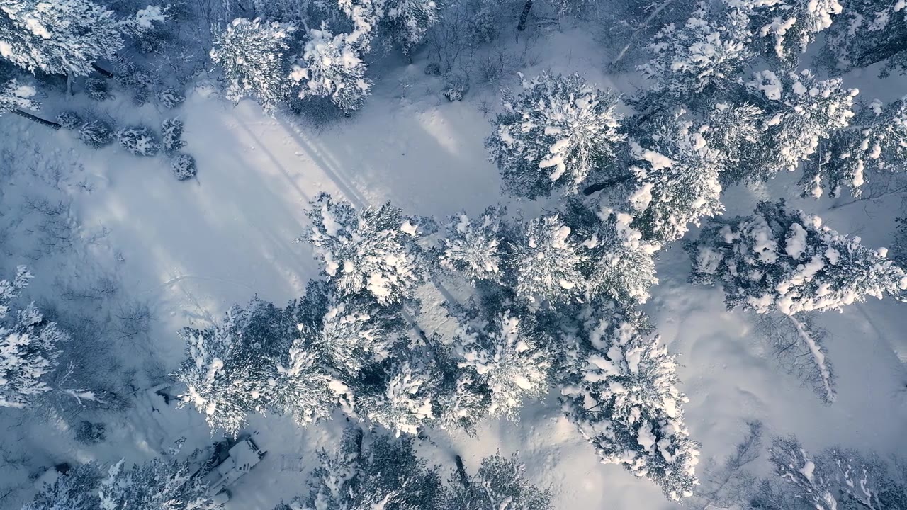 详情图-冬天森林里美丽的雪景。飞过白雪覆盖的松树。