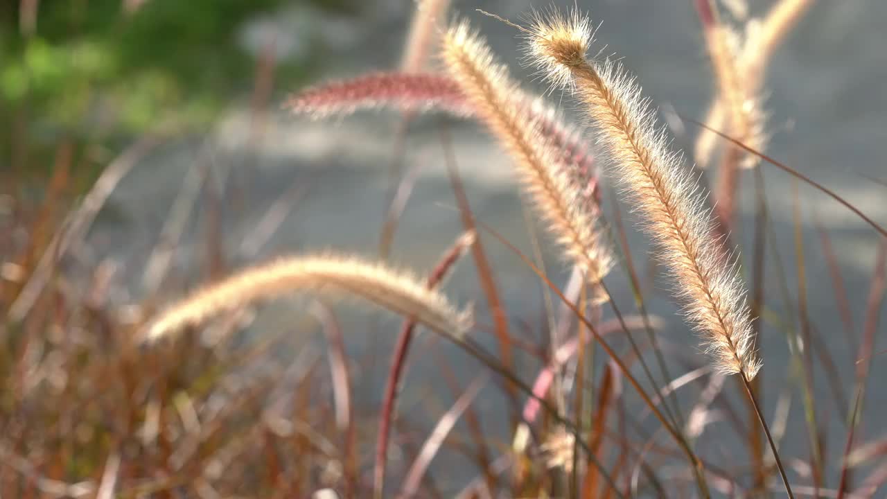 花在运动，风吹草在草原上