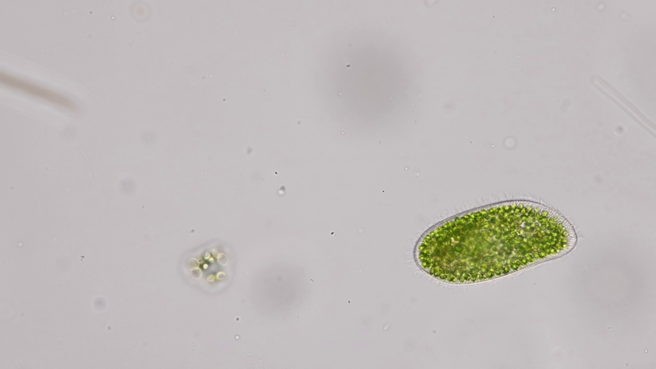 Euglena是一个单细胞鞭毛真核生物属在显微镜下的教育观点。