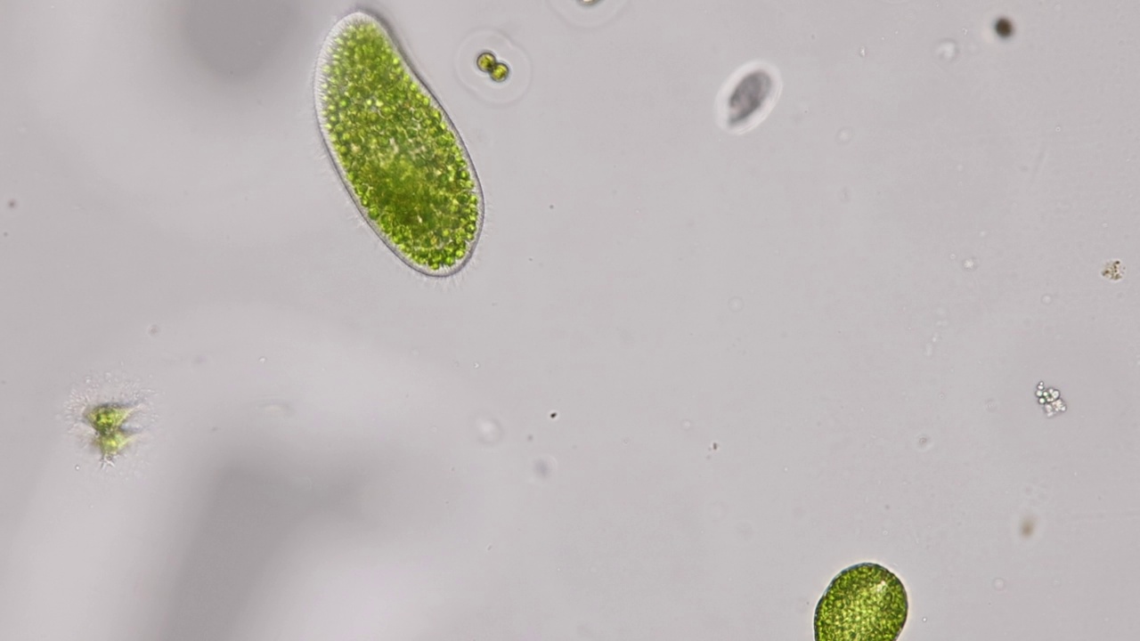 Euglena是一个单细胞鞭毛真核生物属在显微镜下的教育观点。