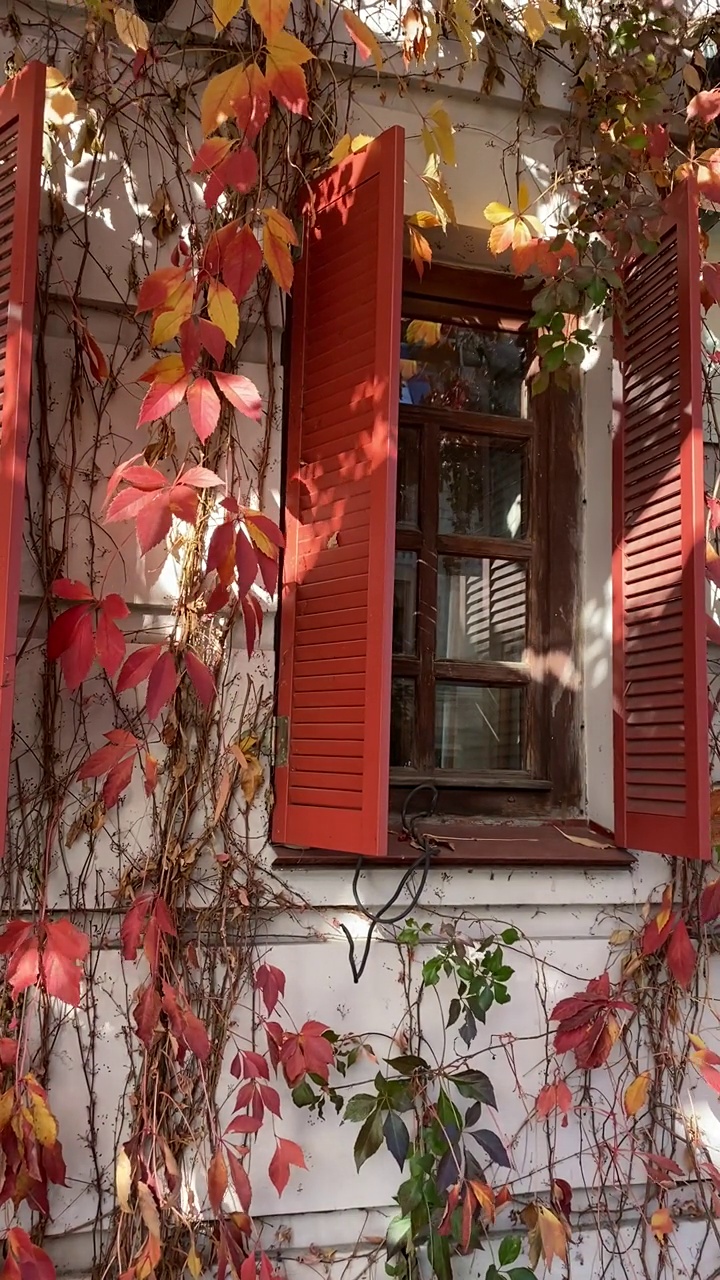 秋天，野葡萄的黄红叶在老房子的窗户上随风摇曳。