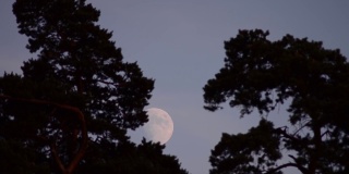 高大树木间的满月