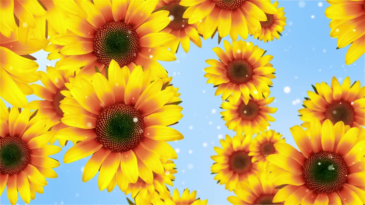 详情图-花向日葵背景循环视频