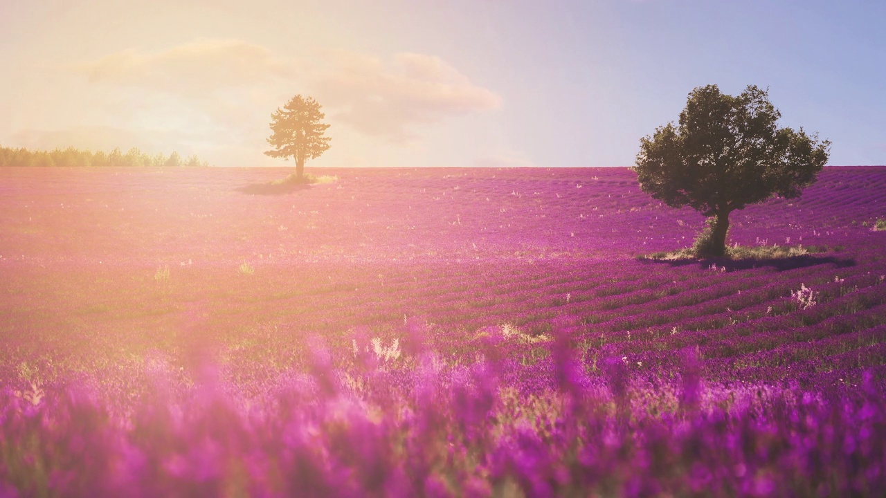 在法国著名的普罗旺斯Côte d'Azur的一个充满活力的彩色薰衣草田的Cinemagraph。天然的传统农业紫薰衣草在著名的旅游度假胜地盛开。无缝视频循环4K超高清。