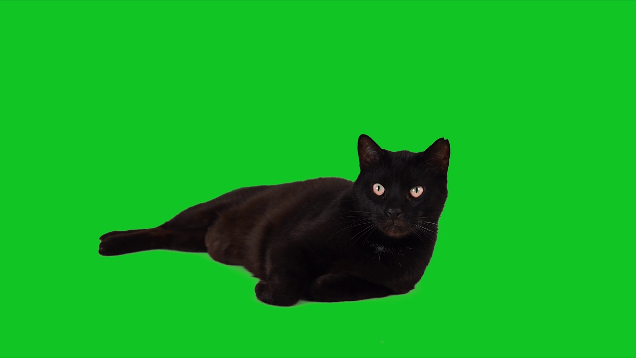 可爱的黑猫躺在色度键绿色屏幕上
