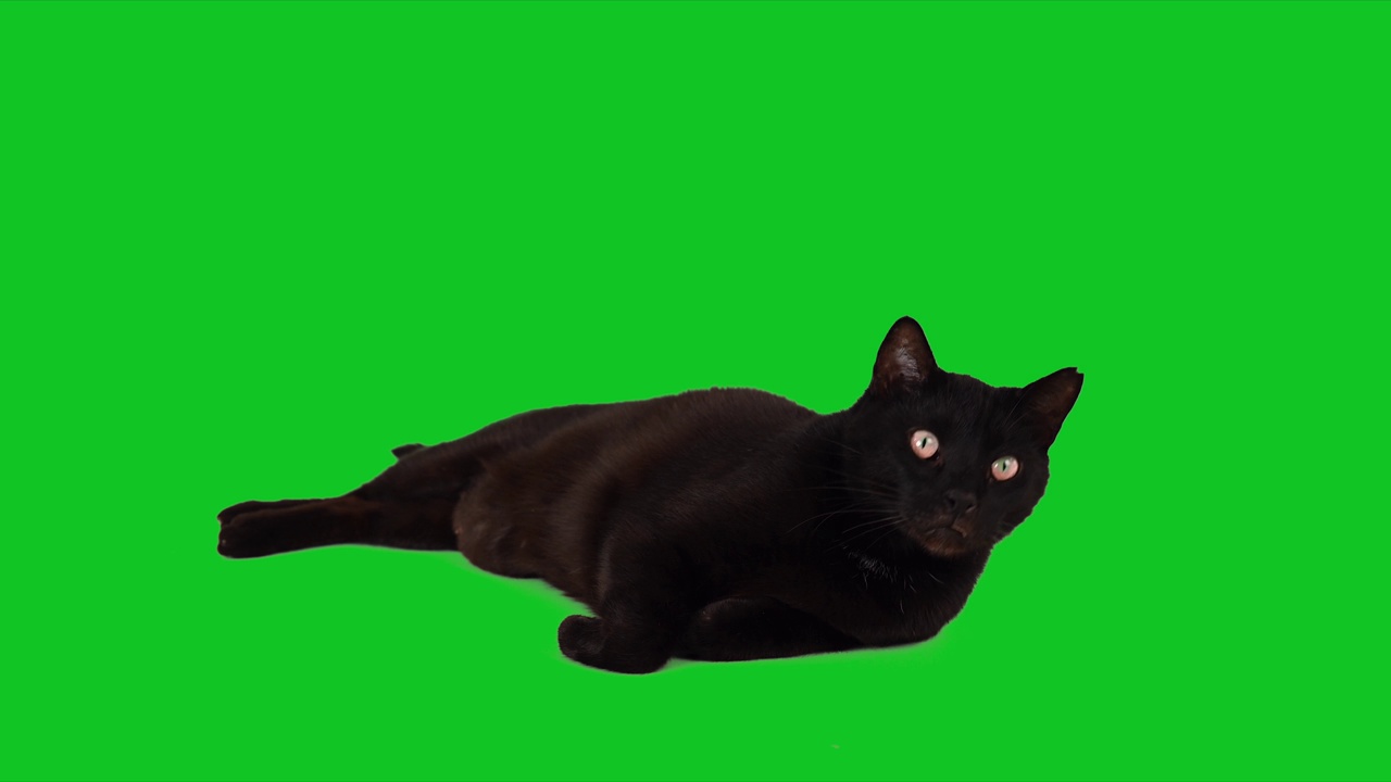 详情图-可爱的黑猫躺在色度键绿色屏幕上