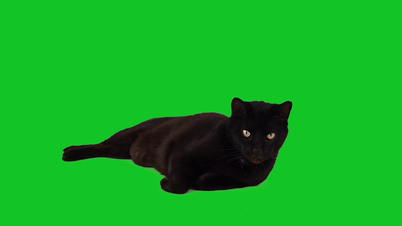 详情图-可爱的黑猫躺在色度键绿色屏幕上