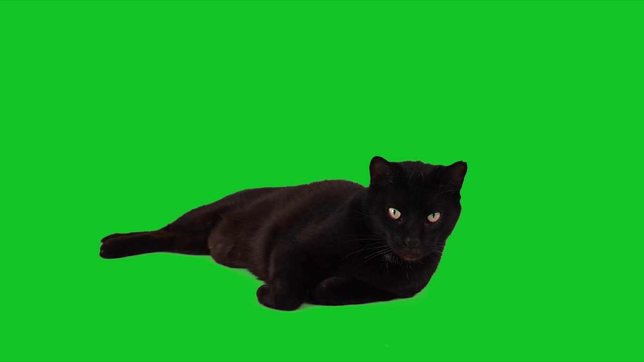 详情图-可爱的黑猫躺在色度键绿色屏幕上