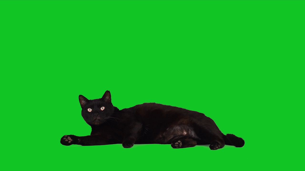 可爱的黑猫坐在色度键绿色屏幕上