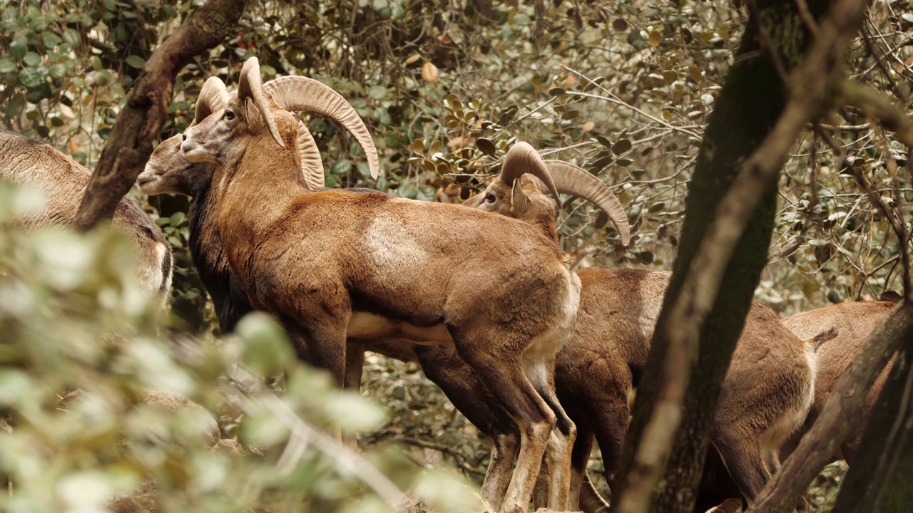 长着大角的野生公羊，原始自然中的动物，森林中的mouflon，野生羊