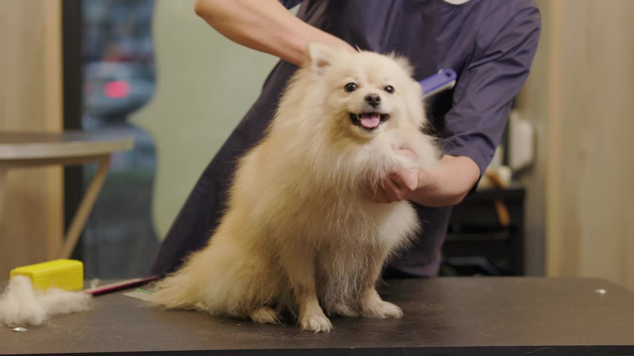 快乐可爱的白色博美犬正在美容院进行美容。专业照顾狗在专门的美容沙龙。