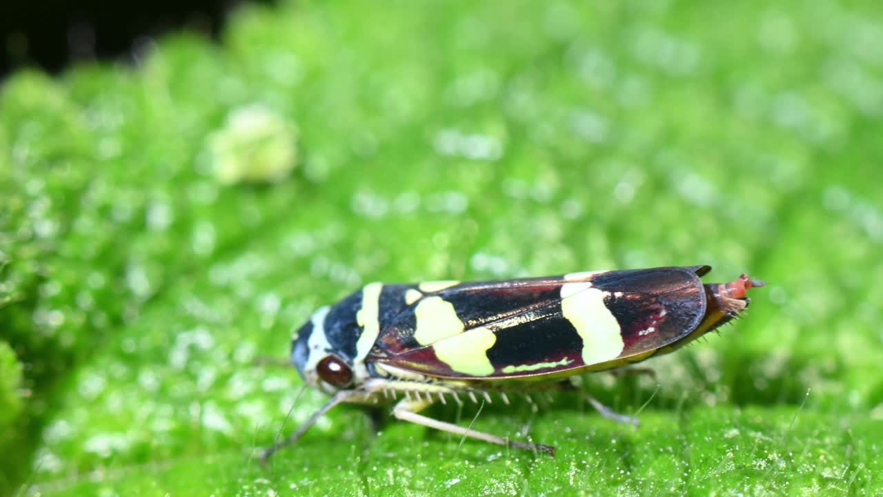 叶蚜虫(蝉科)，