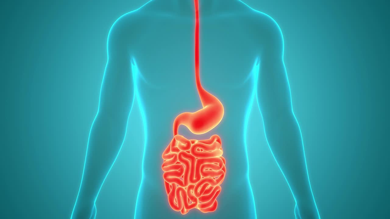 人體消化系統(tǒng)胃與小腸解剖動畫概念