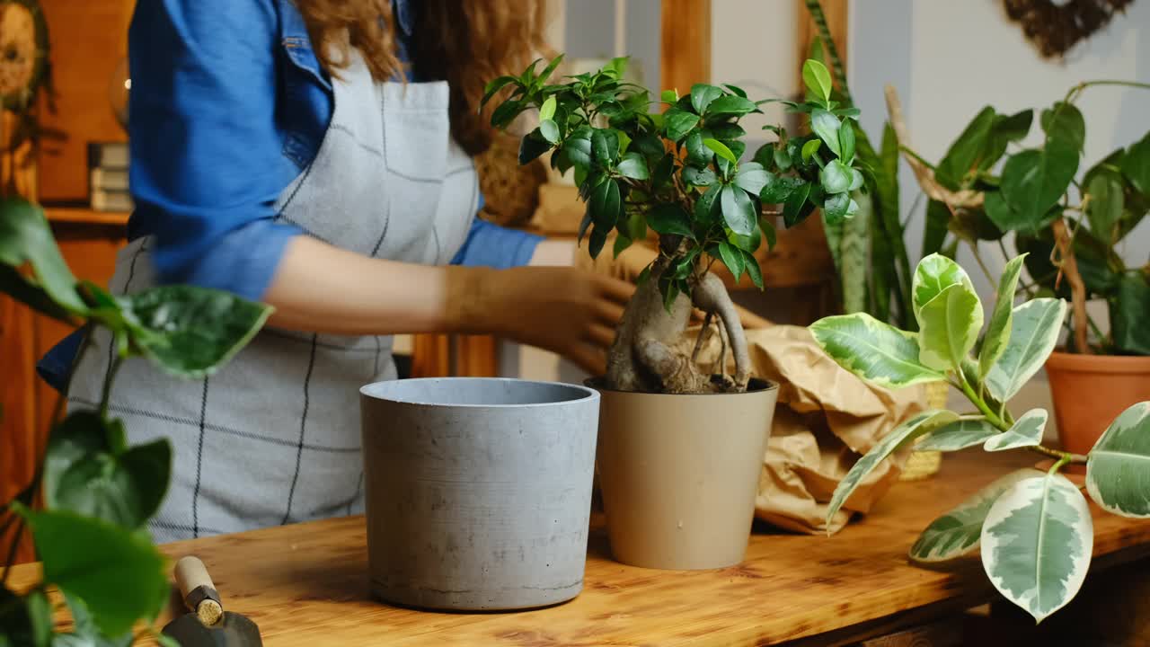 女人移植室内植物